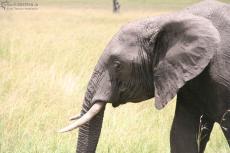 IMG 8142-Kenya, elephant in Masai Mara